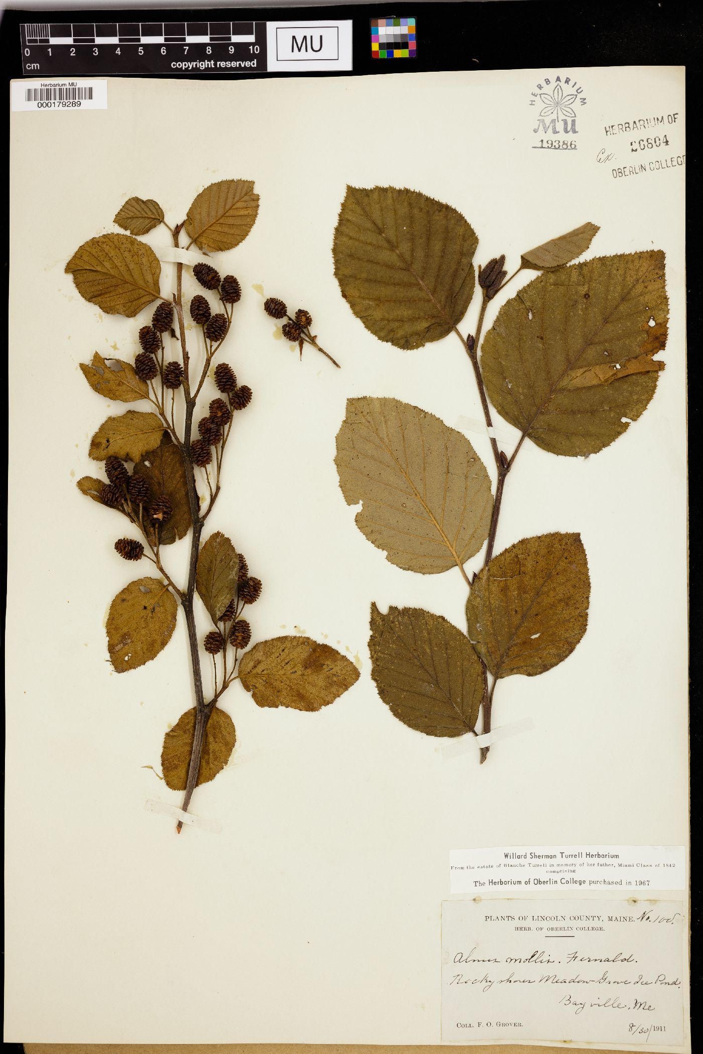 Alnus mollis image