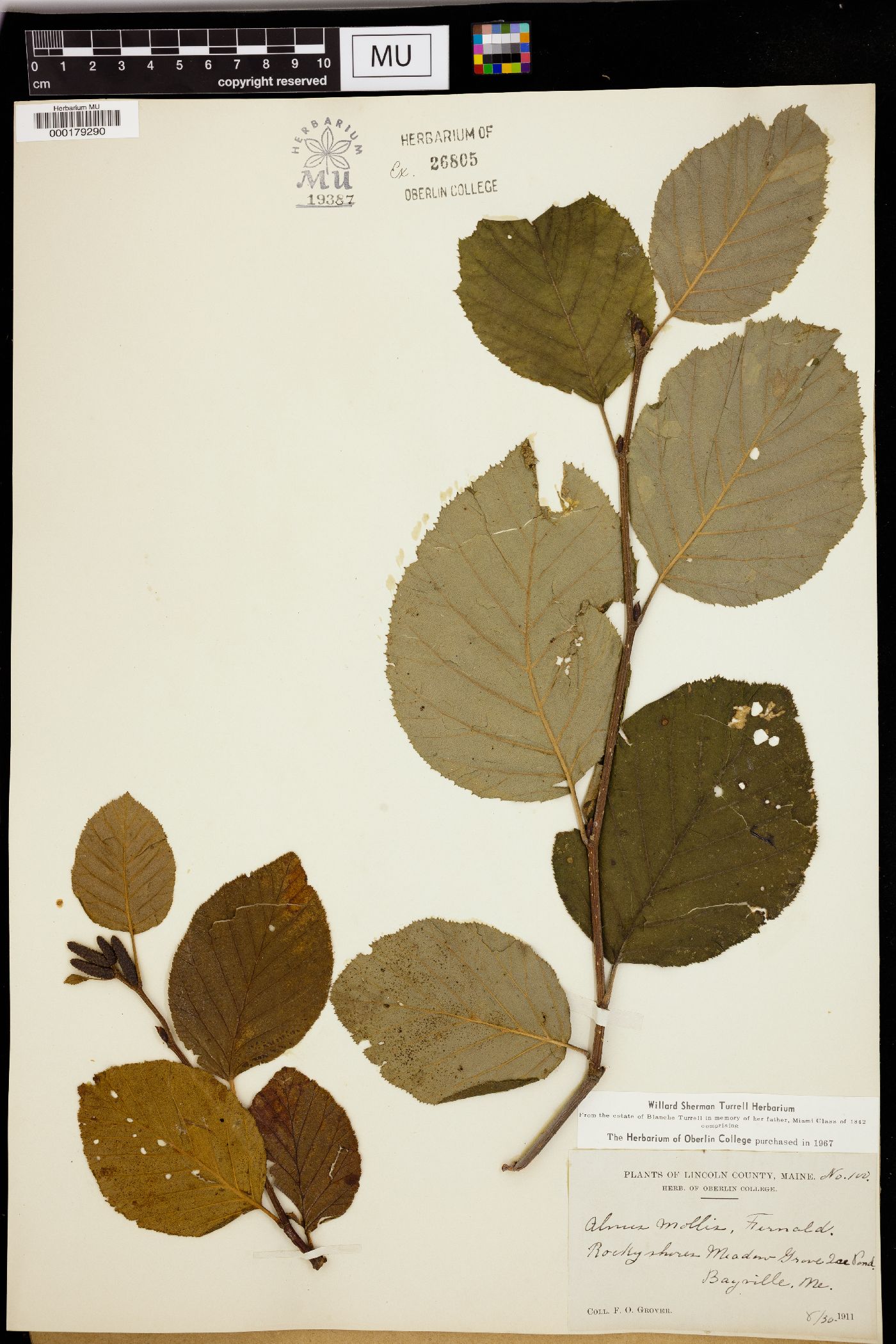 Alnus mollis image