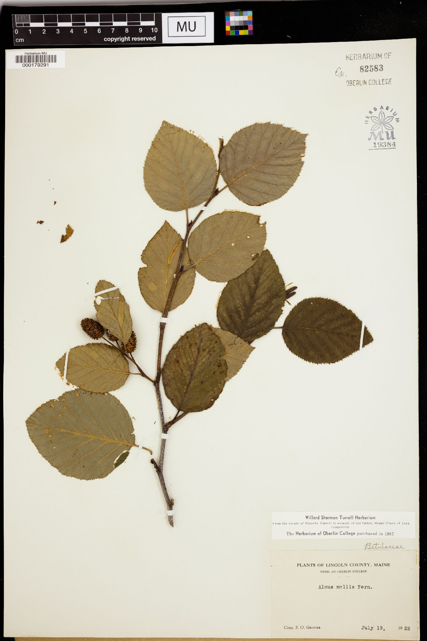 Alnus mollis image