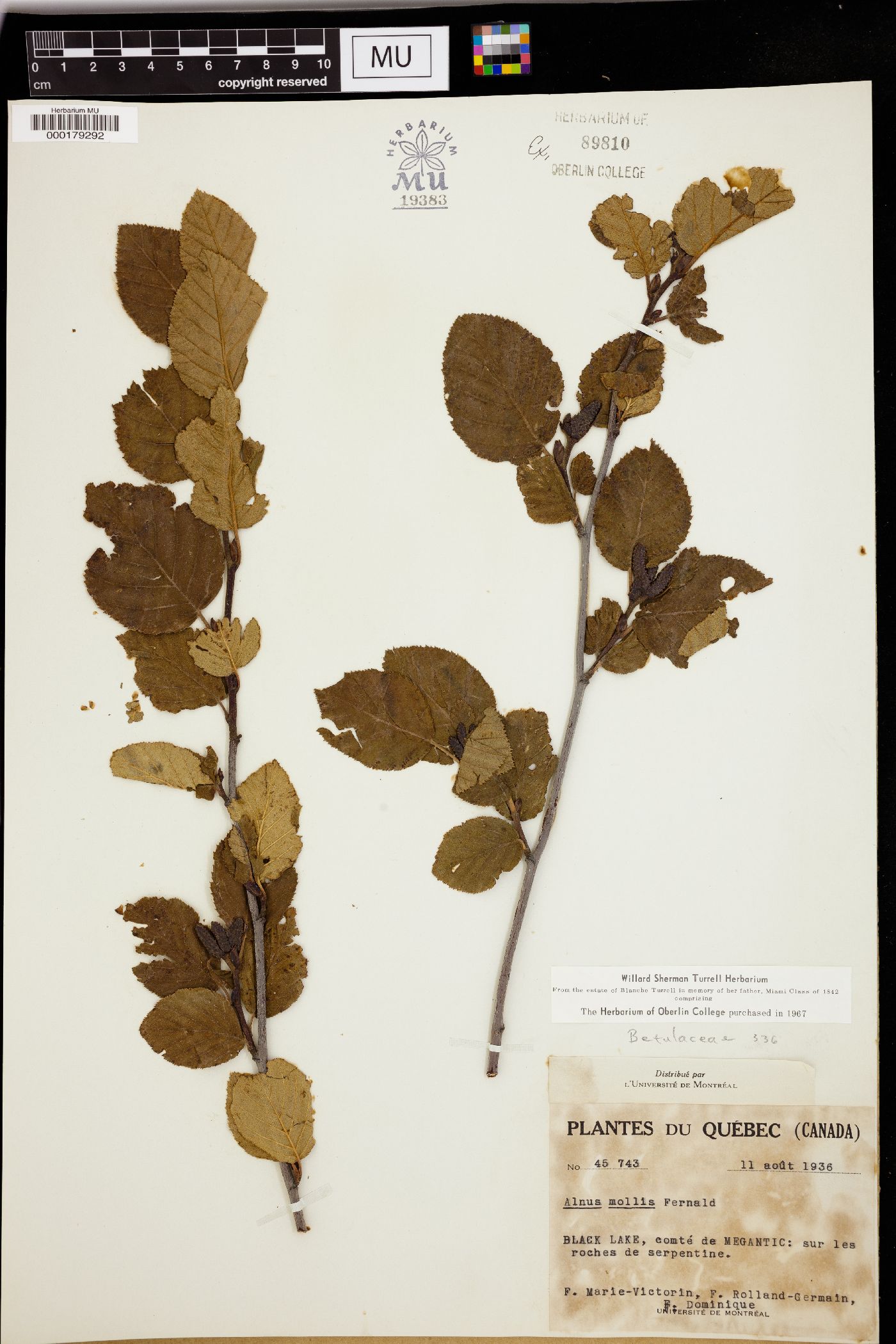 Alnus mollis image