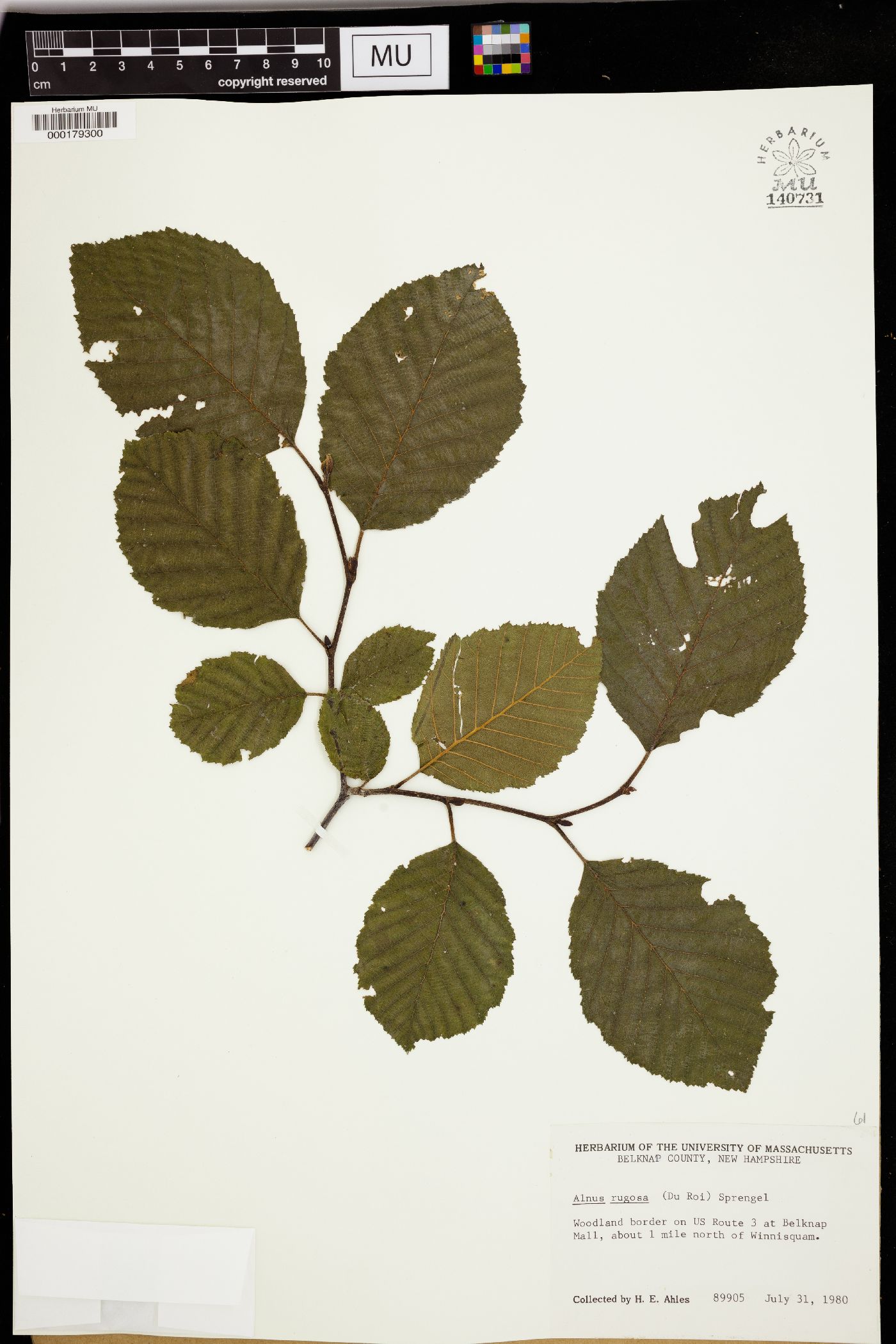 Alnus rugosa image