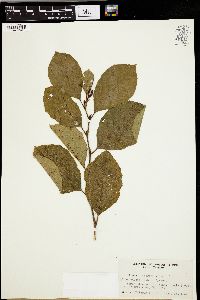 Alnus rugosa image