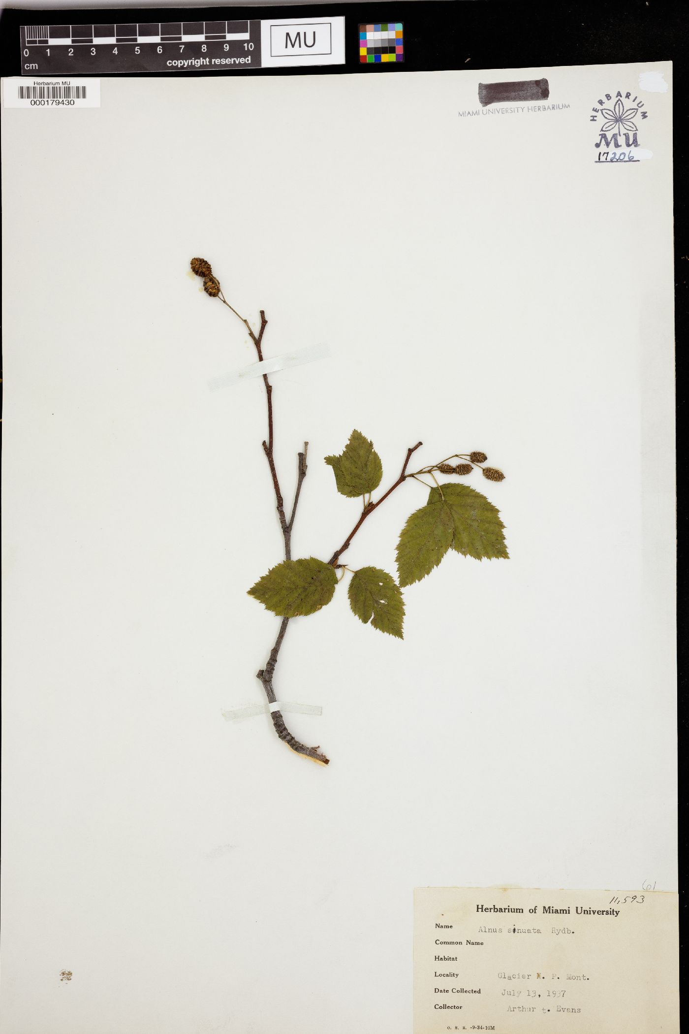 Alnus sinuata image