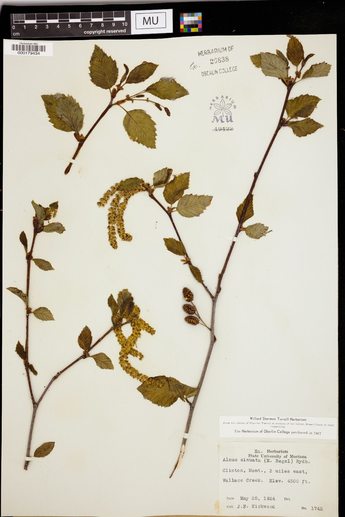 Alnus sinuata image