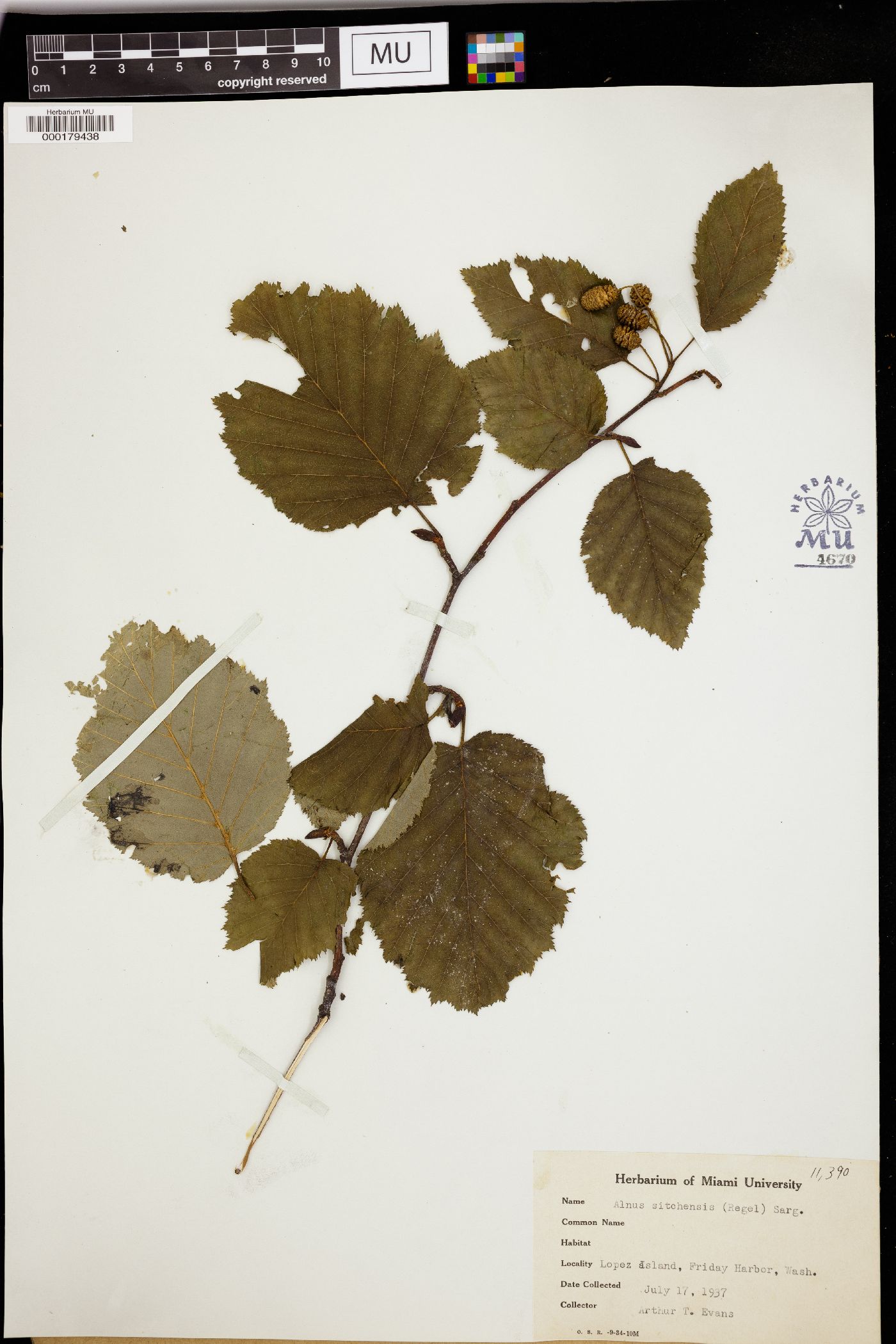 Alnus sitchensis image