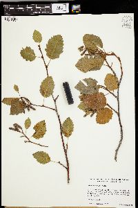 Alnus incana subsp. tenuifolia image