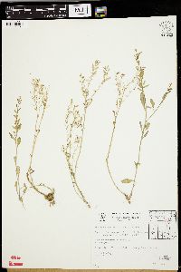 Rorippa sessiliflora image