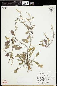 Rorippa sessiliflora image