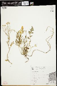 Rorippa sylvestris image