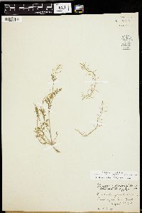 Rorippa sylvestris image