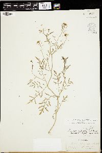 Rorippa sylvestris image