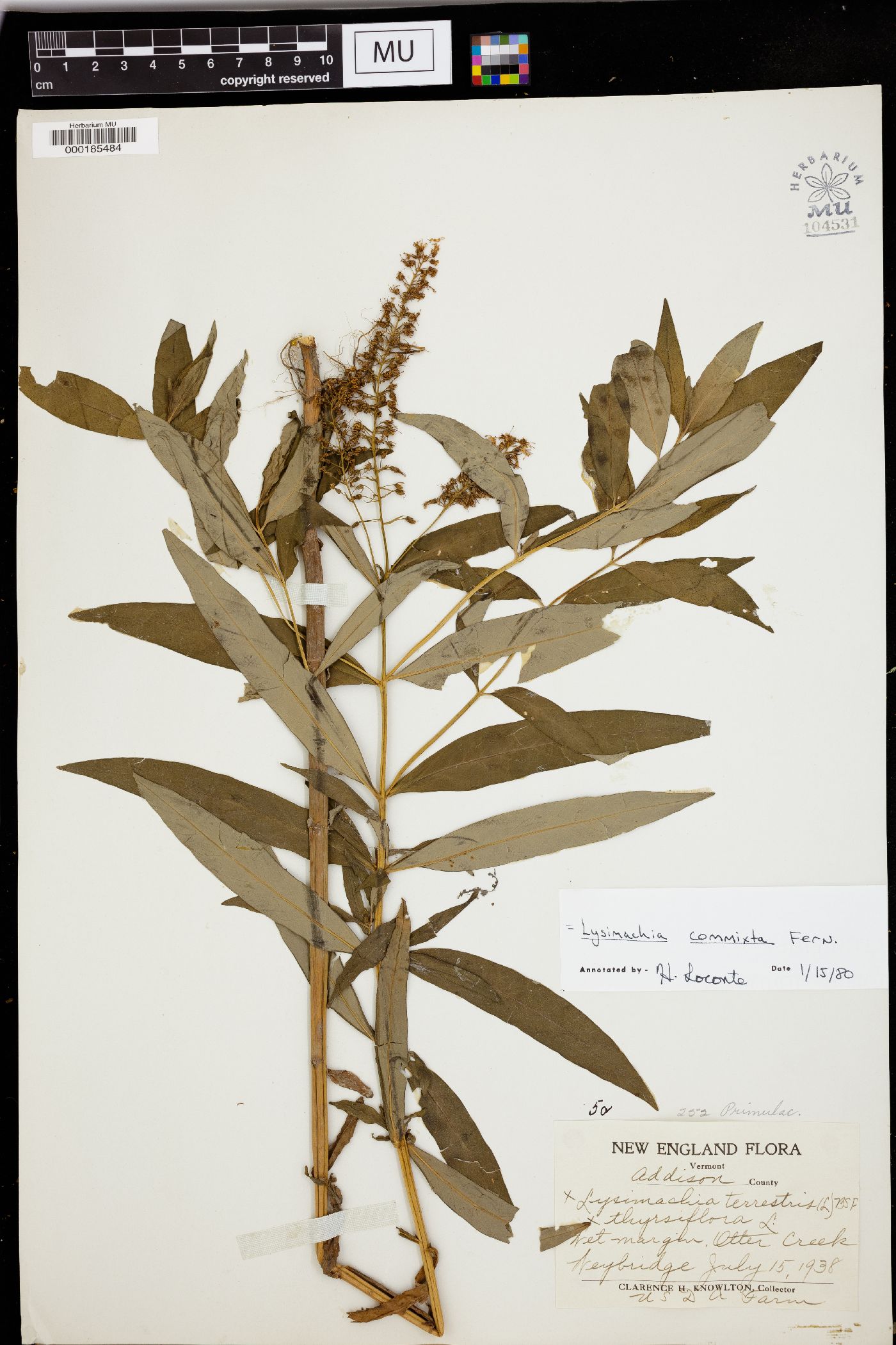 Lysimachia commixta image