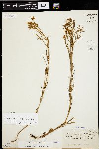 Lysimachia quadriflora image