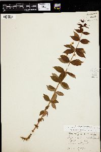 Lysimachia quadriflora image