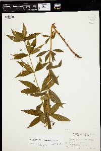 Lysimachia quadriflora image