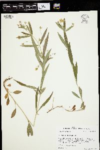 Lysimachia lanceolata image