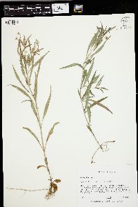 Lysimachia lanceolata image