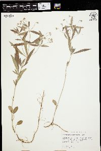 Lysimachia lanceolata image