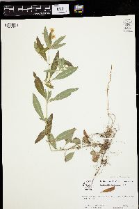 Lysimachia lanceolata image