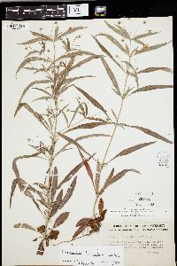 Lysimachia lanceolata image