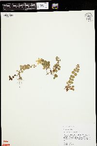 Lysimachia nummularia image