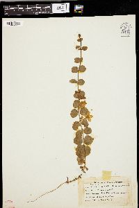 Lysimachia nummularia image