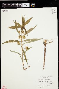 Lysimachia thyrsiflora image