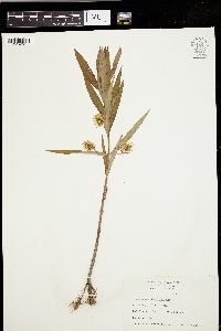 Lysimachia thyrsiflora image