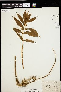 Lysimachia thyrsiflora image