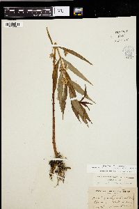 Lysimachia thyrsiflora image