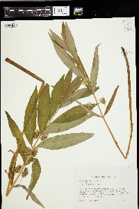 Lysimachia thyrsiflora image