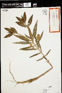 Lysimachia thyrsiflora image