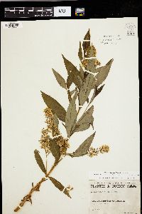 Lysimachia thyrsiflora image