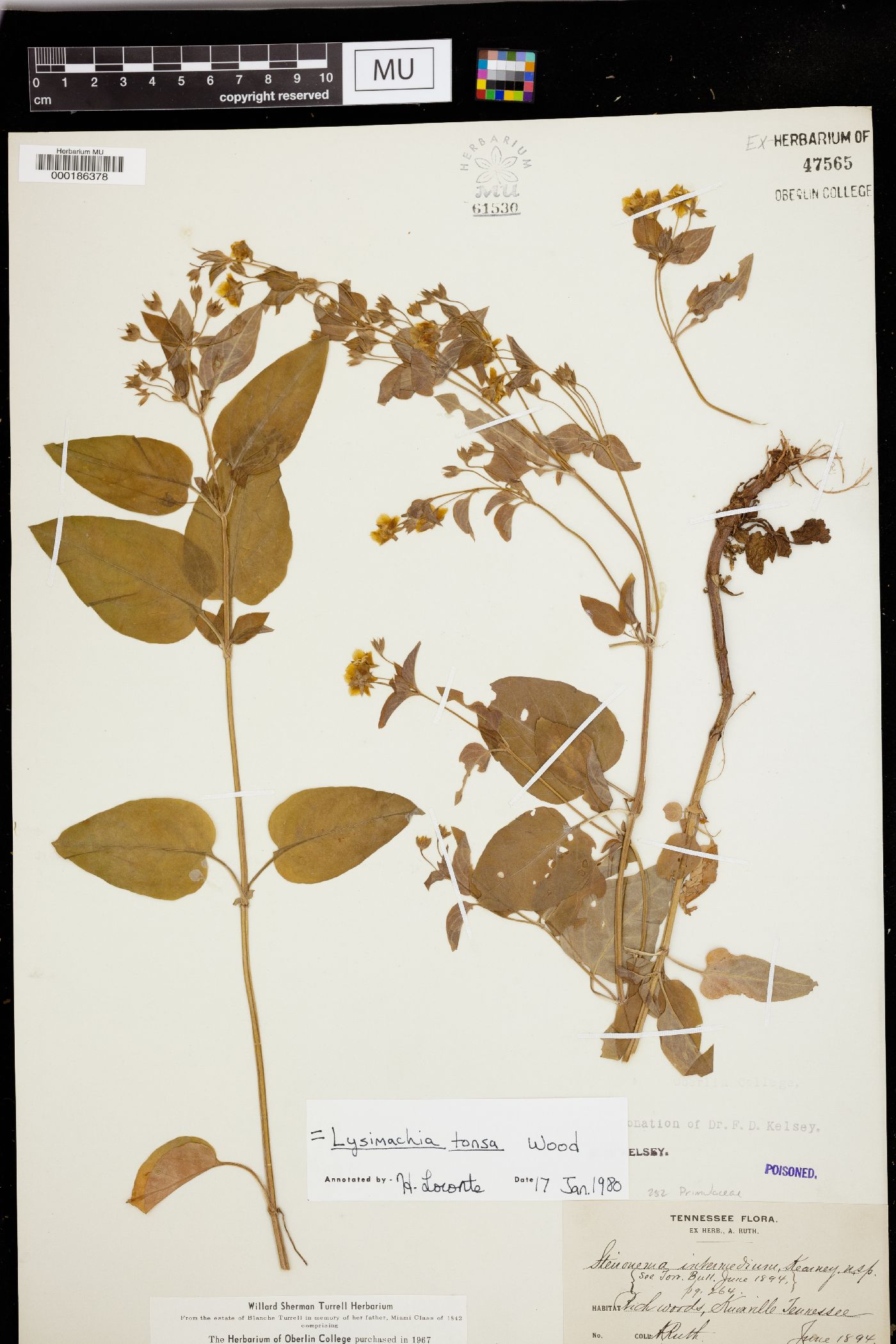 Lysimachia tonsa image