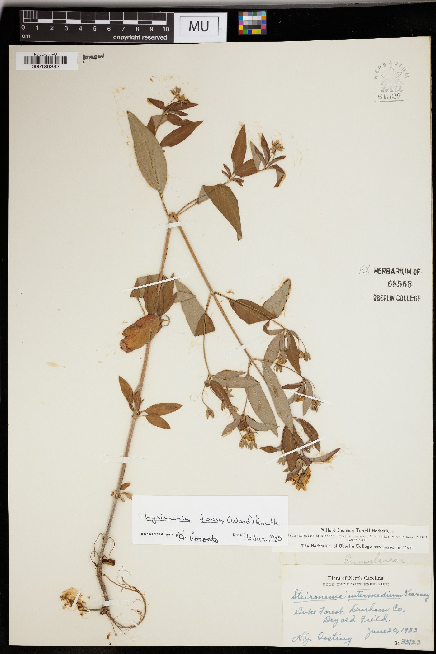 Lysimachia tonsa image