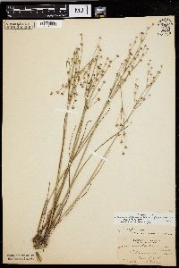 Juncus alpinoarticulatus image