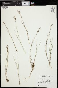 Juncus alpinoarticulatus image