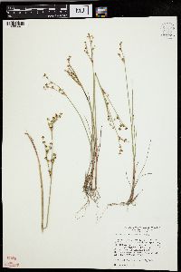 Juncus alpinoarticulatus image