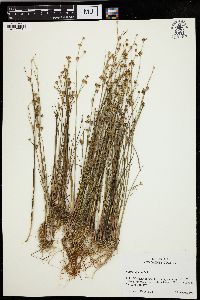 Juncus alpinoarticulatus image