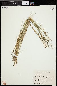 Juncus alpinoarticulatus image