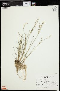 Juncus alpinoarticulatus image