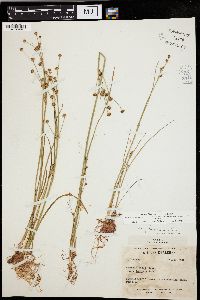 Juncus alpinoarticulatus image