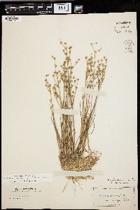 Juncus alpinoarticulatus image