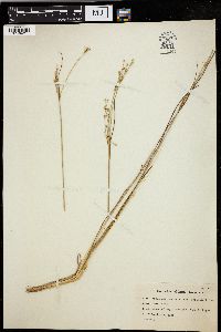 Juncus alpinoarticulatus image