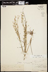 Juncus alpinoarticulatus image