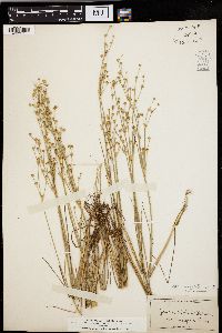 Juncus alpinoarticulatus image