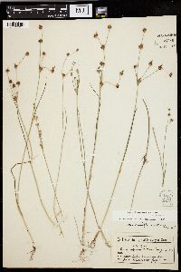 Juncus alpinoarticulatus image