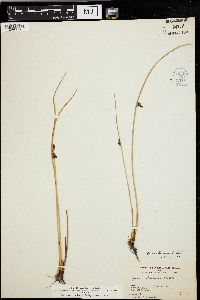 Juncus arcticus image