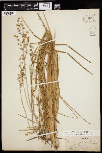 Juncus interior var. arizonicus image