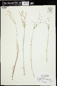 Juncus articulatus image